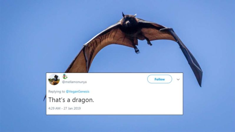 The Internet freaked out when they realised ‘Mega Bats’ are a thing