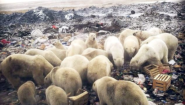 BLOODY RUN! State of emergency declared after 50 polar bears invade Russian town!