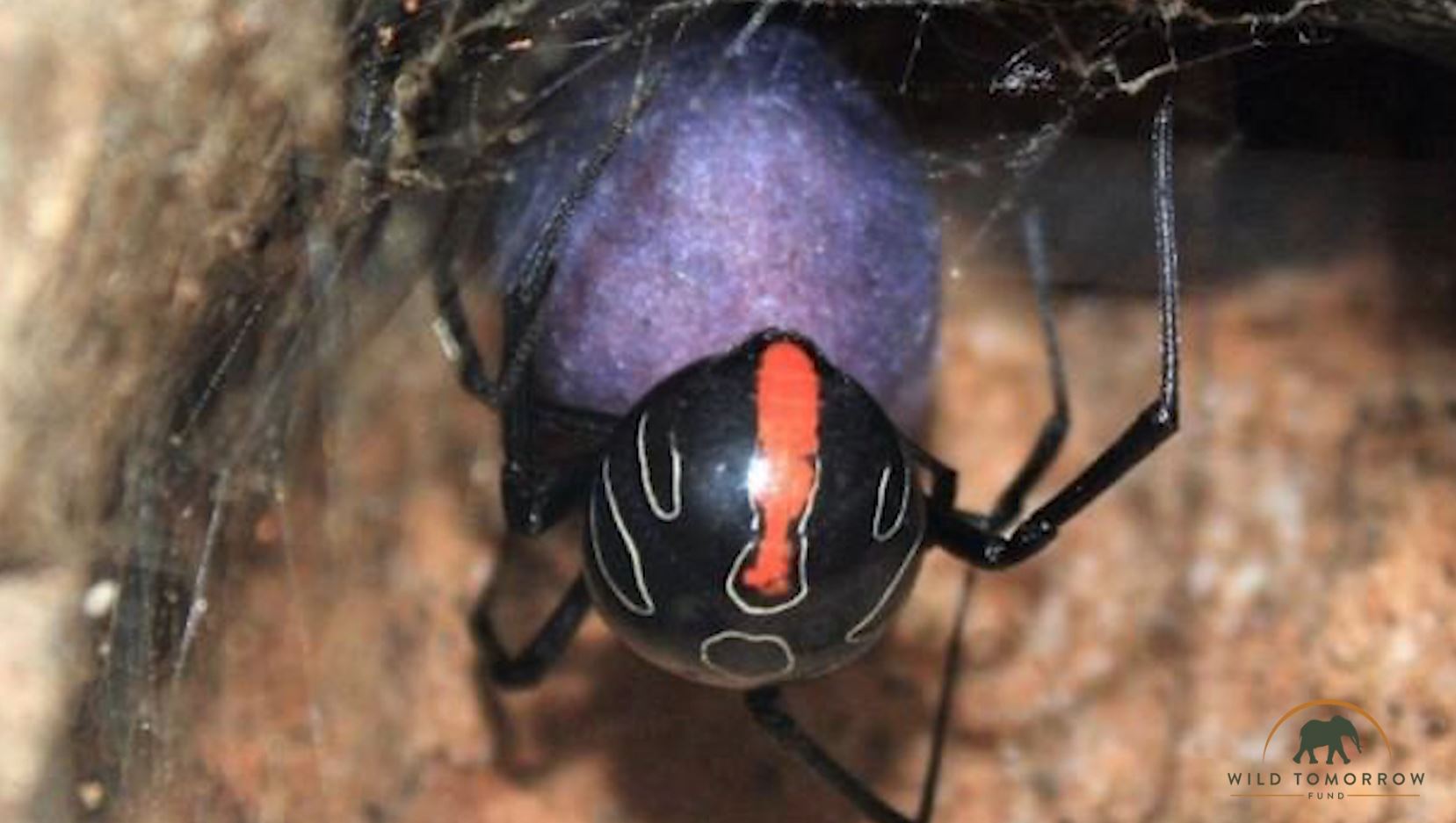 Relative of the Redback and Black Widow spiders found and it’s the largest of them all!