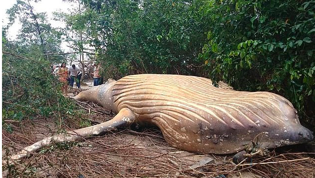 Dead Humpback Whale has mysteriously turned up in the Amazon Rainforest