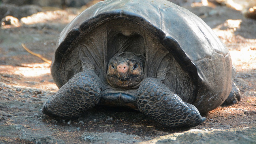 Giant Tortoise from the Galapagos thought to have been extinct, has been there the whole f**cken time!