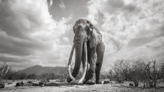 The last photos of legendary “Queen of the Elephants”