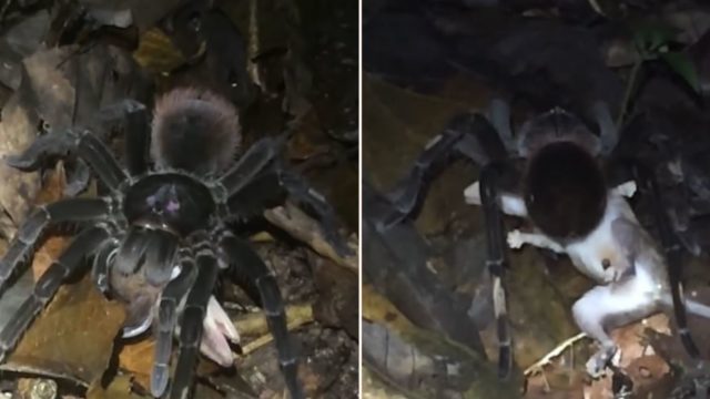 Watch this f**k-off big spider drag an opossum to its lair
