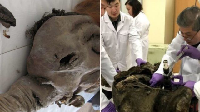 Woolly Mammoth-infused cells show f***en signs of biological activity after 28,000 years