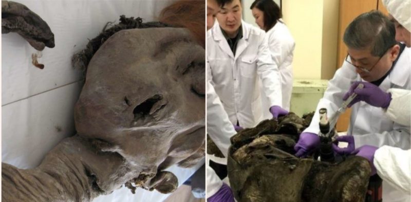 Woolly Mammoth-infused cells show f***en signs of biological activity after 28,000 years