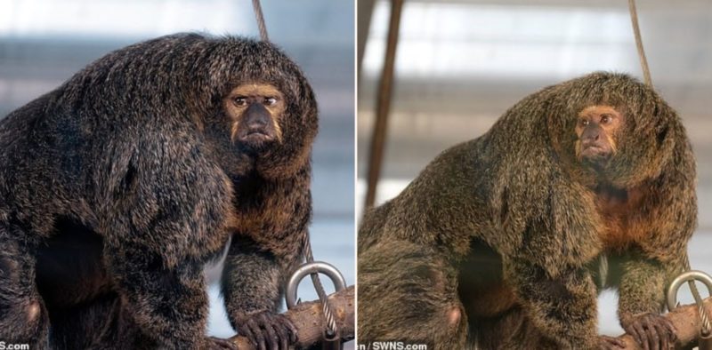 F*** off big muscular monkey spotted at Zoo