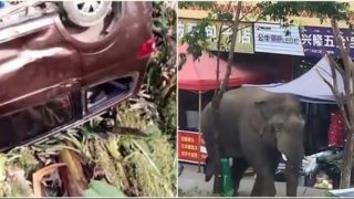 “Toey” elephant smashes cars and houses after failing to find a missus