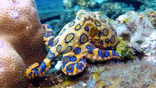 storm octopus small