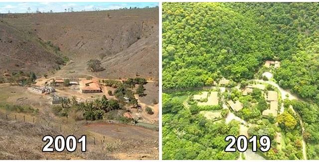 Legendary couple regenerate a completely destroyed forest in just 20 years