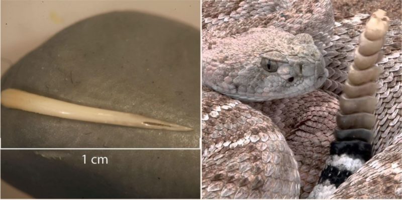 1,500 years ago, someone ate a venomous snake whole