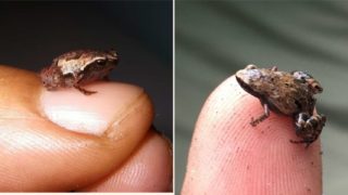 These tiny frogs have been discovered and their names are f**ken mint