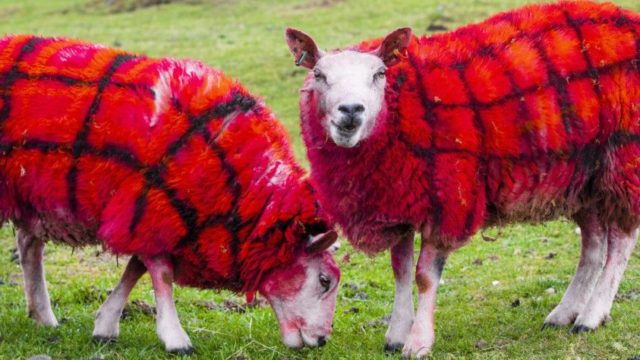 Scottish farmer pranks tourists by claiming sheep grow tartan wool
