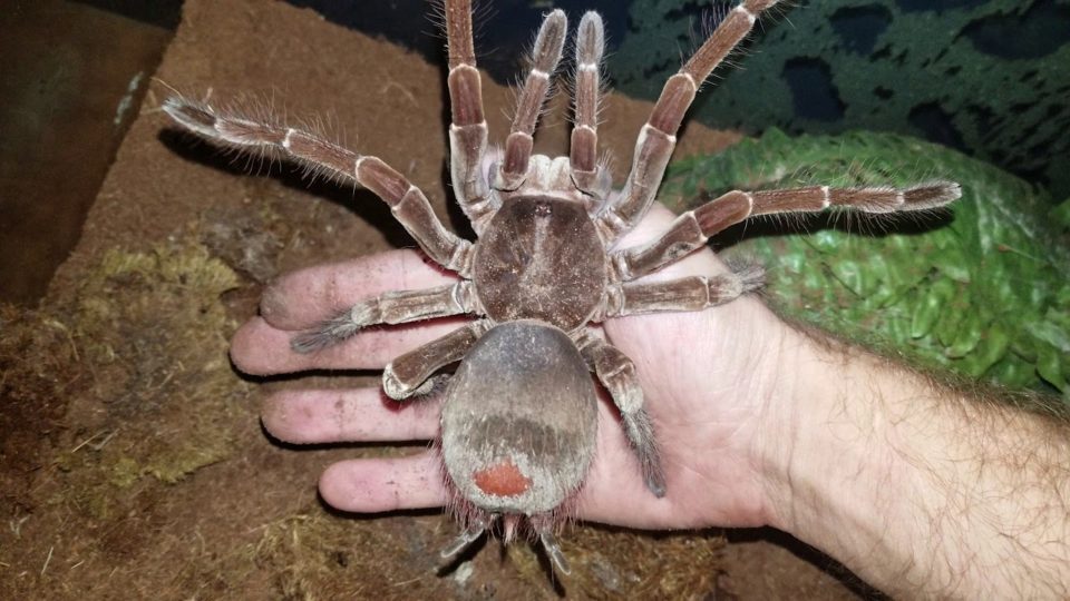 Meet the f***en Goliath Birdeater, largest tarantula in the world