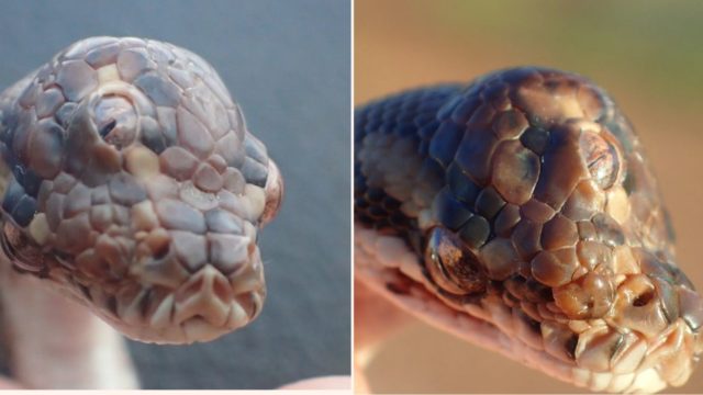 A f**ken three-eyed snake has been discovered in Australia