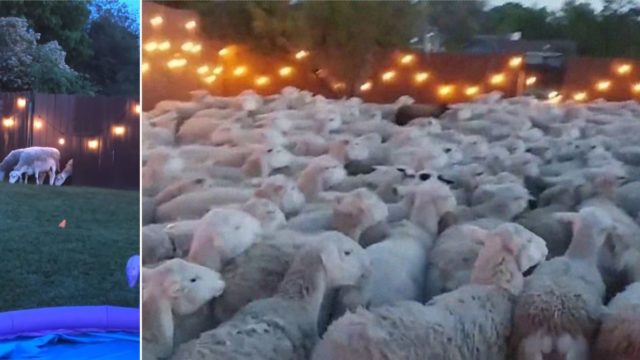 Bloke leaves back fence open, gets invaded by 200 sheep who refuse to leave