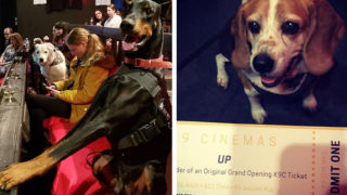 This cinema in the U.S lets you take your dog and drink unlimited booze