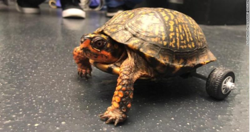 This turtle lost both his back legs so vets got creative