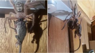 This spider ate a bloody possum