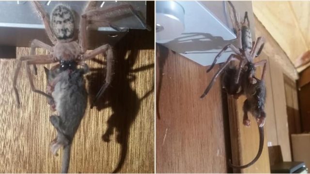 This spider ate a bloody possum