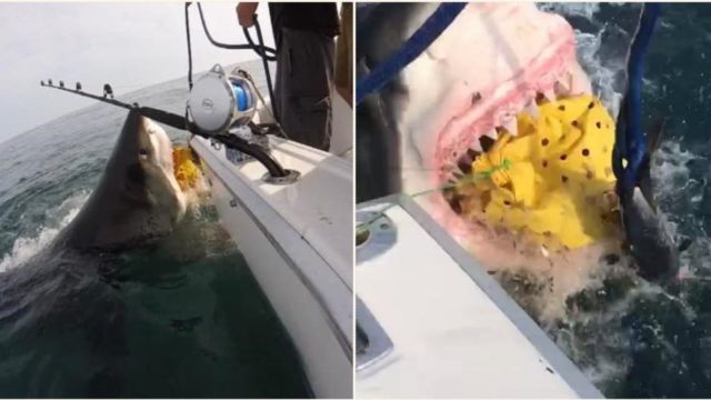 Two tonne great white shark jumps from water and tears chum bag from boat