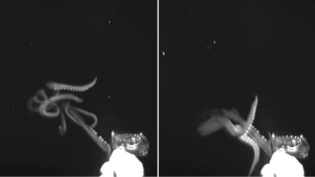 Deep sea explorers capture rare footage of a 12-foot giant squid