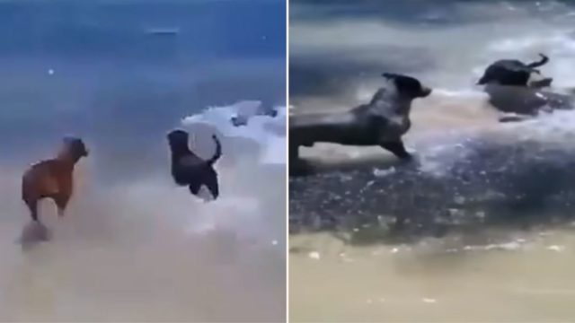 Shark tries to attack dog on beach, gets ass kicked by a pack of other dogs