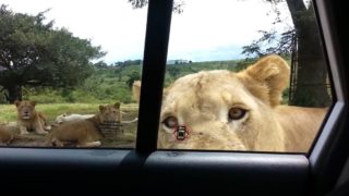 Tourist group instantly learn lesson after forgetting to lock car door on safari