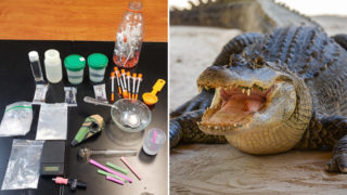 Tennessee Police warn the public about ‘Meth Gators’