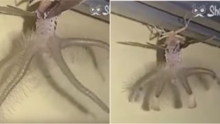 This bloke found a creature that looks like an alien on his ceiling