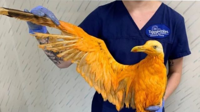 ‘Exotic’ bird was really just seagull covered in curry powder