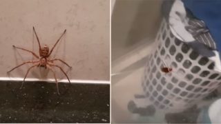 Aussie bloke lets spider take on cockroach after finding both in bathroom