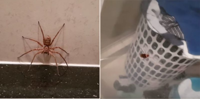 Aussie bloke lets spider take on cockroach after finding both in bathroom
