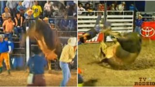 ‘The Bandit’ is a Brazilian bull that no-one has been able to ride successfully