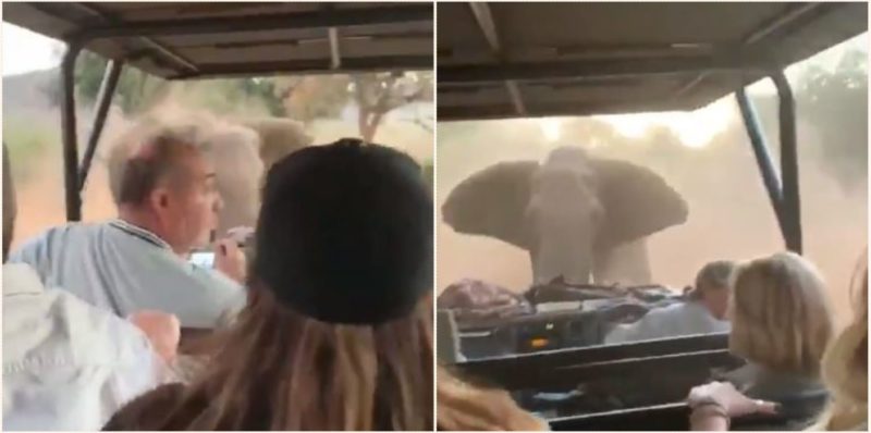 Bloke escapes charging elephant with an epic reverse-drive