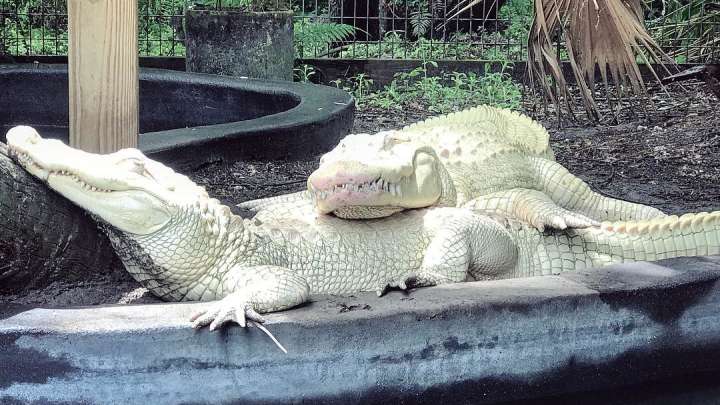 Florida Park alligators have laid an incredibly rare batch of albino eggs