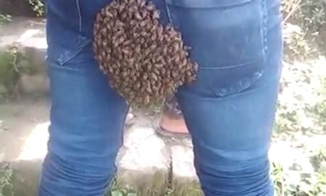 Bloke has colony of bees settle on his bum while driving