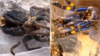 Footage of spiders shedding their skin in new time-lapse video