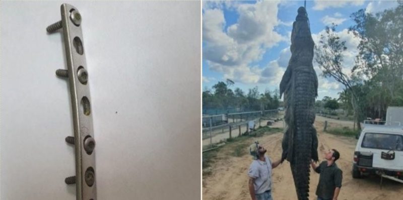 Farm owner makes grisly discovery inside a dead croc’s stomach