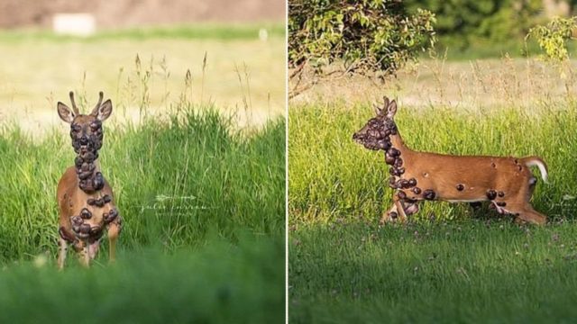 Photographer captures heartbreaking images of deer with severe skin condition