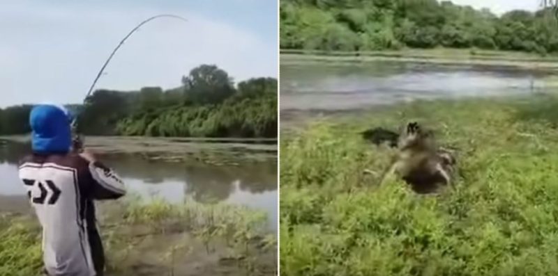 Fisherman captures footage of big bloody saltwater croc stealing his catch
