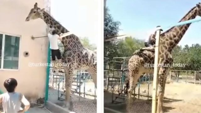 Bloke jumps over a zoo fence and rides a giraffe