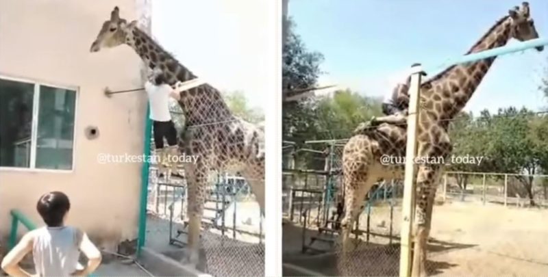 Bloke jumps over a zoo fence and rides a giraffe