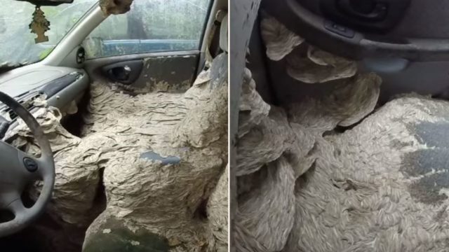 Dude finds a giant wasp nest inside creepy abandoned car