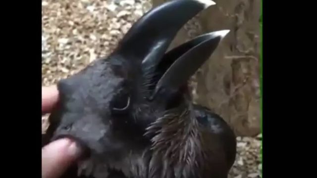 Latest optical illusion has people debating whether this is a crow or a rabbit