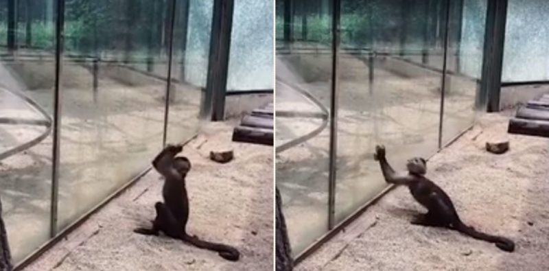 Footage captures monkey using sharpened rock to smash through glass at zoo