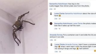 Aussie sheila found this huge bloody spider in her living room