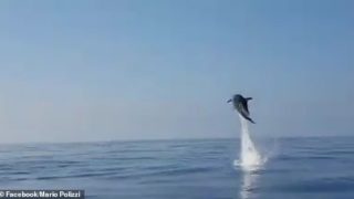 Incredible moment as mother dolphin jumps to thank fishermen for rescuing her baby