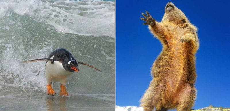 This year’s Comedy Wildlife Photo Award finalists are bloody gold