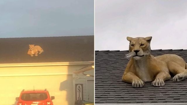 Giant ‘cougar’ causes panic after appearing on garage roof