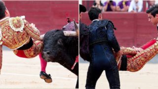 Bull sends famous bullfighter’s groin to Destination F**ked for the second time